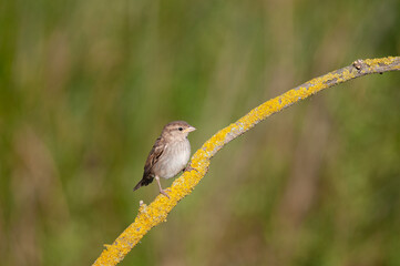 House Sparrow, Passer domesticus, on a lichen branch.