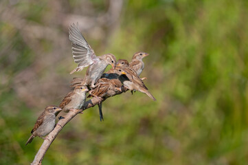 Sparrows lined up on a branch. House Sparrow, Passer domesticus