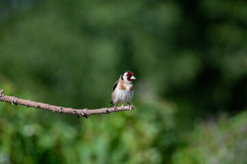 A colourful bird on a branch. European Goldfinch, Carduelis carduelis.