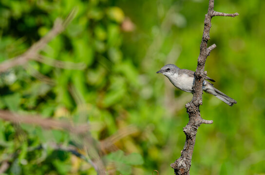 Small bird on dry twigs. Lesser Whitethroat, Sylvia curruca.