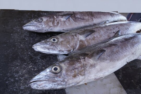 The king mackerel (Scomberomorus cavalla) surmayi or kingfish, is a migratory species of mackerel of the western Atlantic Ocean and Gulf of Mexico. Fortaleza &ndash; Cear&aacute;, Brazil.