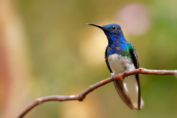 White-necked Jacobin (Florisuga mellivora) Ecuator