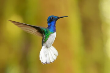 White-necked Jacobin (Florisuga mellivora) Ecuator