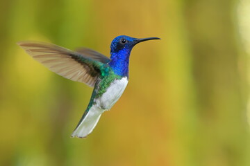 White-necked Jacobin (Florisuga mellivora) Ecuator