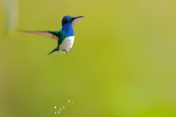 White-necked Jacobin (Florisuga mellivora) Ecuator