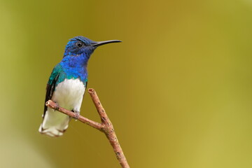 Obraz premium White-necked Jacobin (Florisuga mellivora) Ecuator