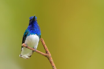 White-necked Jacobin (Florisuga mellivora) Ecuator