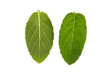 Obraz premium Fresh green mint leaf isolated on white, top view