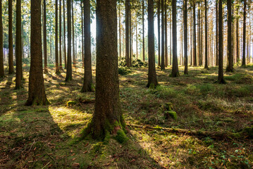 Tranquil coniferous forest with beautiful light shining through the trunks of fir or spruce trees,...