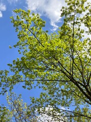 leaves against blue sky