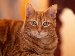 Bathed in the glow of a thousand stars, this cat steals the show