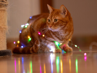 Eyes aglow amidst a sea of luminous magic