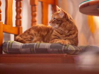 In the spotlight of shimmering lights, this cat reigns supreme