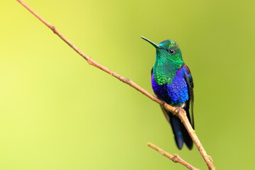 Velvet-purple Coronet (Boissonneaua jardini) Ecuador