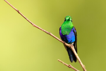 Velvet-purple Coronet (Boissonneaua jardini) Ecuador