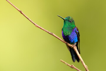 Velvet-purple Coronet (Boissonneaua jardini) Ecuador