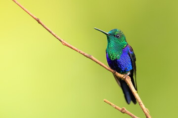 Velvet-purple Coronet (Boissonneaua jardini) Ecuador