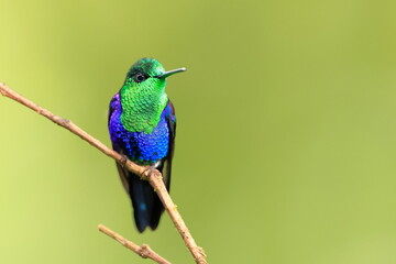 Velvet-purple Coronet (Boissonneaua jardini) Ecuador