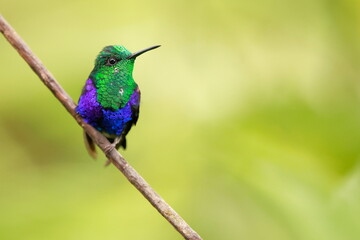 Velvet-purple Coronet (Boissonneaua jardini) Ecuador