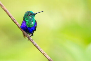 Velvet-purple Coronet (Boissonneaua jardini) Ecuador