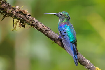 Velvet-purple Coronet (Boissonneaua jardini) Ecuador