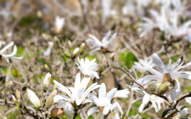 Beautiful blooming white magnolia flowers on a tree, spring background. White spring flowers on a branch, background with space for copy, text and advertising