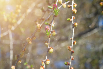 Larch flowers and buds on twigs with green leaves, sun glare. Spring banner with space for copy, larch, flowers on a tree, sunrays, highlights and blurred lights