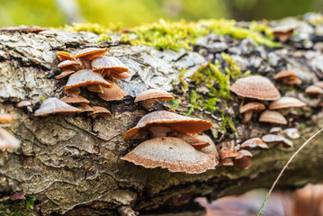 Close-up image of tree fungi growing on a moss covered deadwood tree trunk, Weserbergland, Germany
