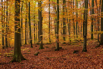 Autumn forest scenery with huge beech trees and fall-colored Foliage, Süntel, Hohenstein Nature...