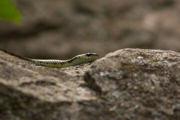 snake on the rocks