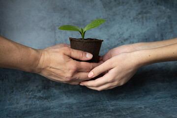 Hand of adult passes peat pot with green sprout of plant into young hand. Ecological problems. Enviroment protection