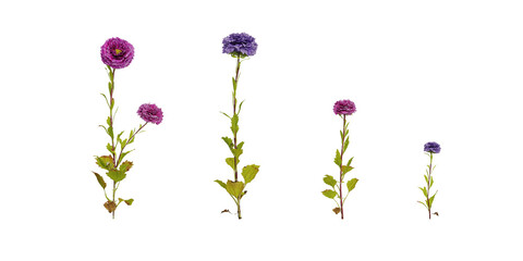 plant isolated on white background