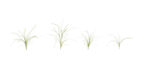 plant isolated on white background