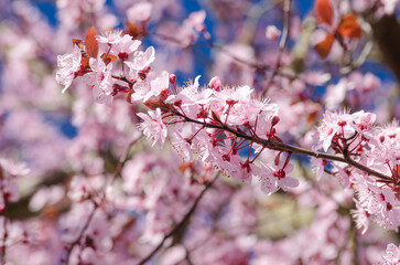 pink flower tree blooming in the spring