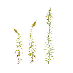 plant isolated on white background