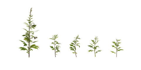 plant isolated on white background