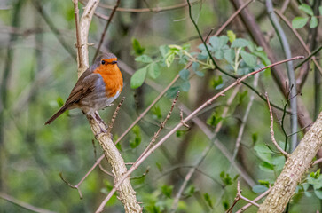 robin on a branch
