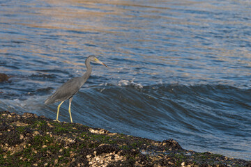 Blue heron bird walking on the rock near the sea with waves.