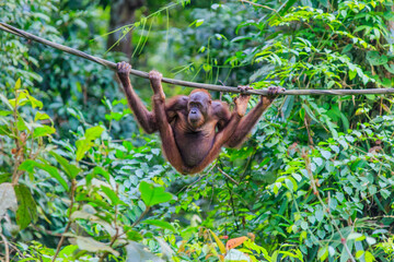 orangutans or pongo pygmaeus is the only asian great found on the island of Borneo and Sumatra © Yusnizam Yusof