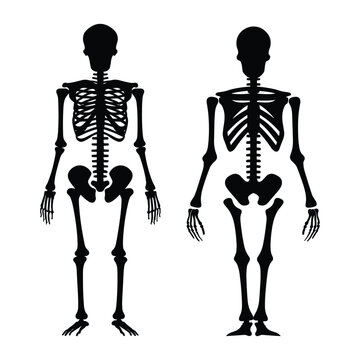 Black Scary skeleton silhouette vector
