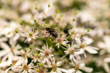 Macro photo of a fly, probably a housefly (Musca domestica), on a flowering wild herb of the...