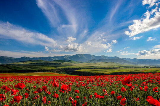 Beautiful field of flowering poppies on a background of mountains. Beautiful Nature Of Armenia, Province Lori.