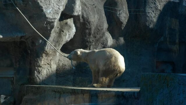The bear pulls the rope. The white bear in the zoo pulls the rope.