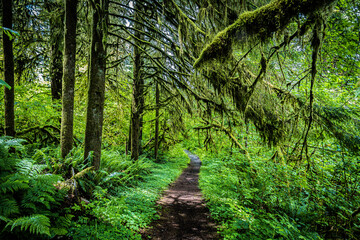 Path in the Oregon forest