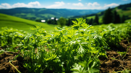 Carrot greens in high quality fields for daily nutritional needs. Generative AI