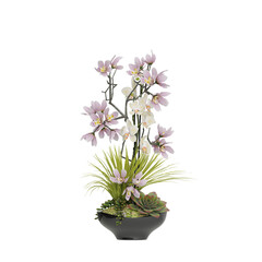 Obraz premium Potted plants placed on a black background