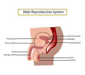 Fototapeta premium male reproductive system infographic isolated on white background. penis anatomy.