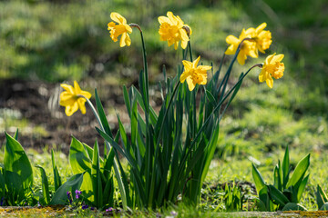 Obraz premium yellow daffodils in the grass