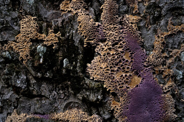 Purple colored moss close-up on a tree trunk