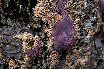 Purple colored moss close-up on a tree trunk